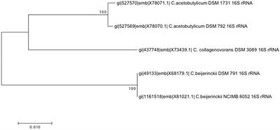 Variability in DPA and Calcium Content in the Spores of Clostridium Species